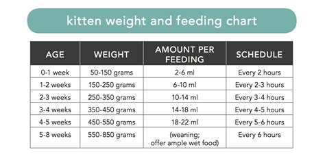 如何確保幼貓獲得最佳餵食量？掌握這些關鍵技巧！